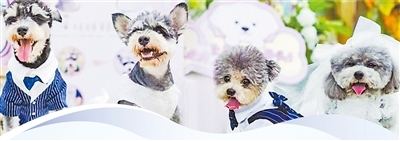 “宠物婚礼”。